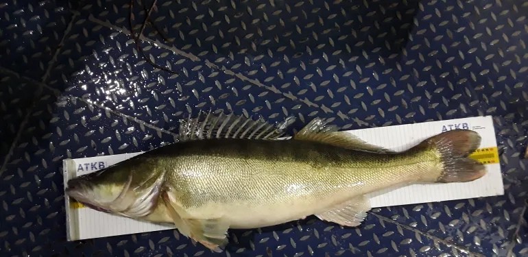 Inzicht in visstand in IJssel- en Markermeer dankzij nachtelijk onderzoek